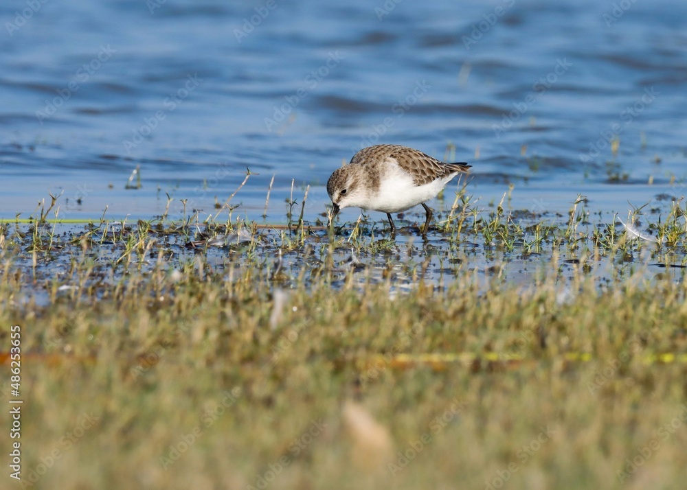 Little stint bird standing in the water. Calidris minuta. Erolia minuta ...