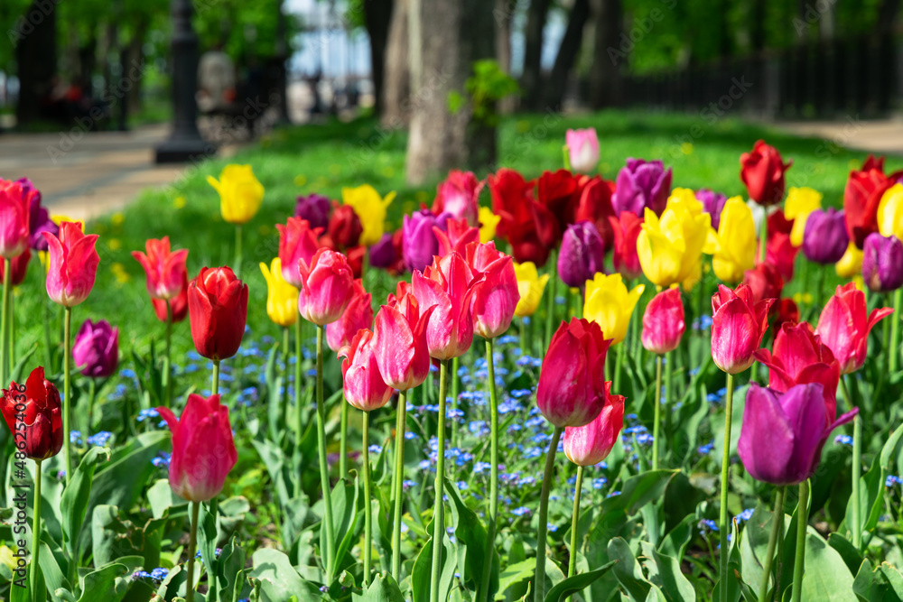 Bright pink tulip buds and fresh green leaves Bright pink tulip buds and fresh green leaves