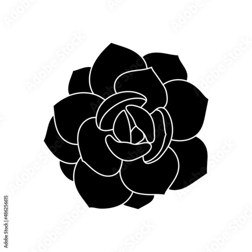 Succulent echeveria in simple style, vector illustration. Desert flower for print and design. Silhouette mexican plant, graphic isolated element on a white background. Houseplant for decor interior