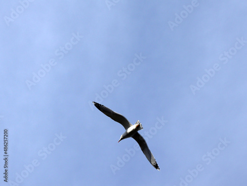 seagull flies against the blue sky