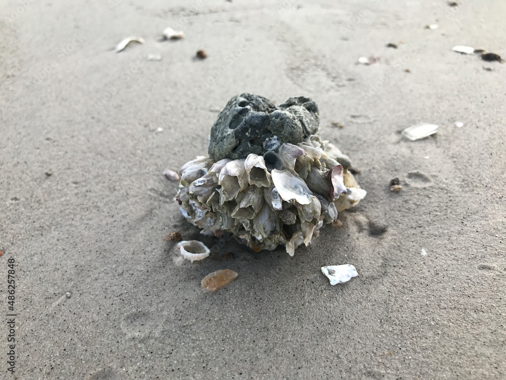 Barnacle attached to a stone on the beach in Thailand. Barnacle attached to a stone on the beach in Thailand.