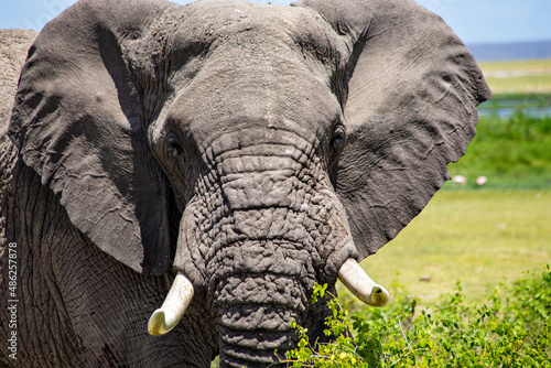 Canvas Print African elephant face close up, Tsavo East National Park, Kenya