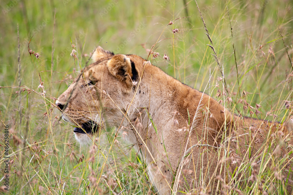 Naklejka premium Lioness face in the grass in Masai Mara National Park, Kenya