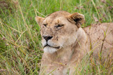 Lioness face in the grass in Masai Mara National Park, Kenya