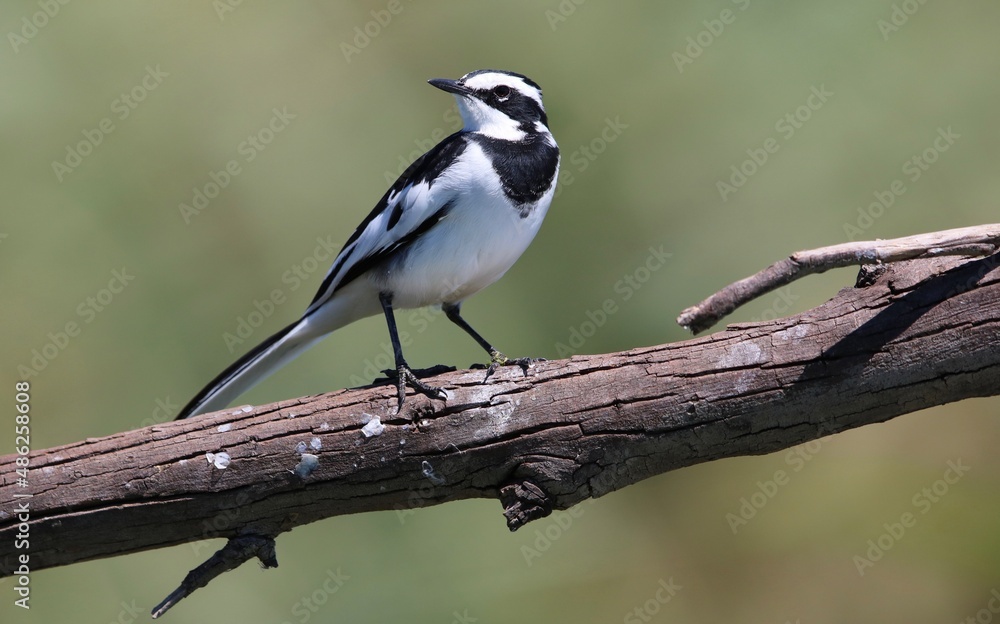 African Pied Wagtail, Kruger National Park African Pied Wagtail, Kruger National Park
