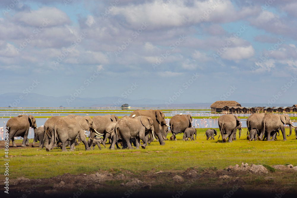 African elephants at sunrise in Amboseli National Park, Kenya