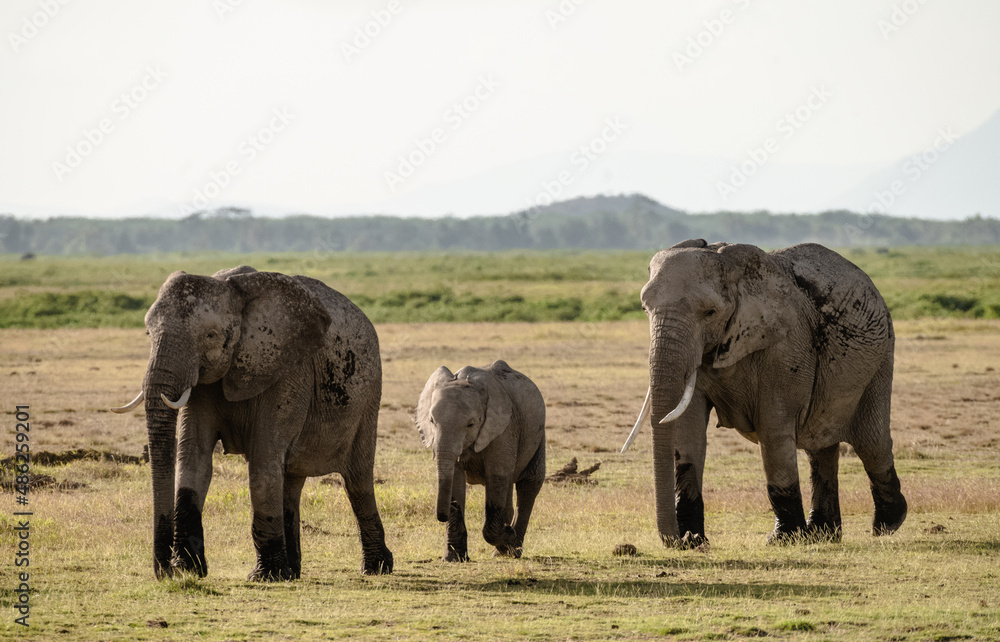 Fototapeta premium African elephants at sunrise in Amboseli National Park, Kenya