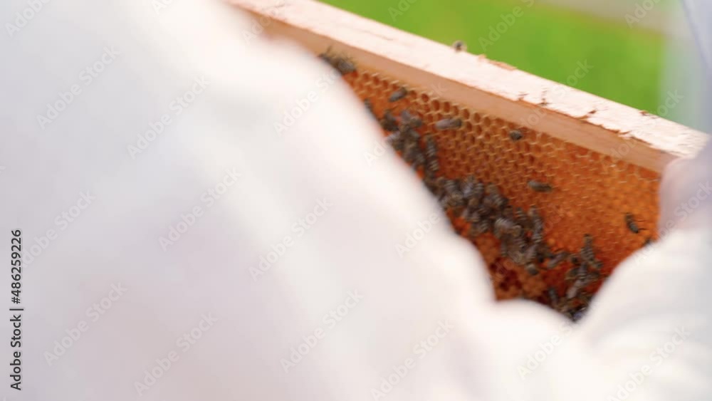 beekeepers inspect bees on a wax frame in a beekeeping beekeepers inspect bees on a wax frame in a beekeeping