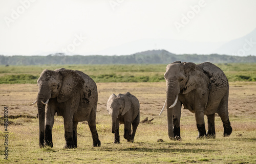 African elephants at sunrise in Amboseli National Park  Kenya