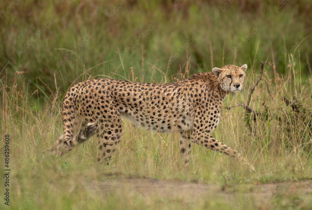 Obraz premium Wild cute cheetah chilling in the grass in Masai Mara National Reserve, Kenya