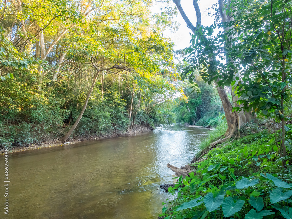 Shallow stream flow along green forest in summer Shallow stream flow along green forest in summer