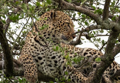 Leopard chilling on the tree in Masai Mara National Park, Kenya © Natalia