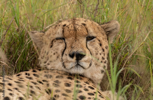 Canvas Print Wild cute cheetah chilling in the grass in Masai Mara National Reserve, Kenya