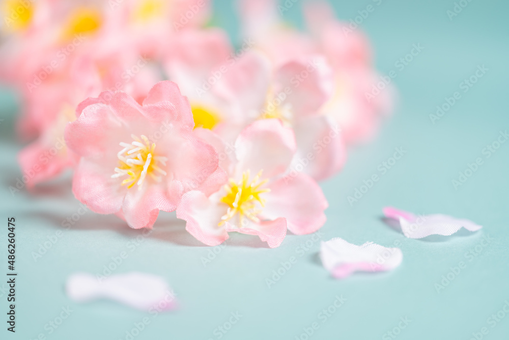 Cherry blossoms or sakura flowers on sky blue background, Spring or flora background, Nobody