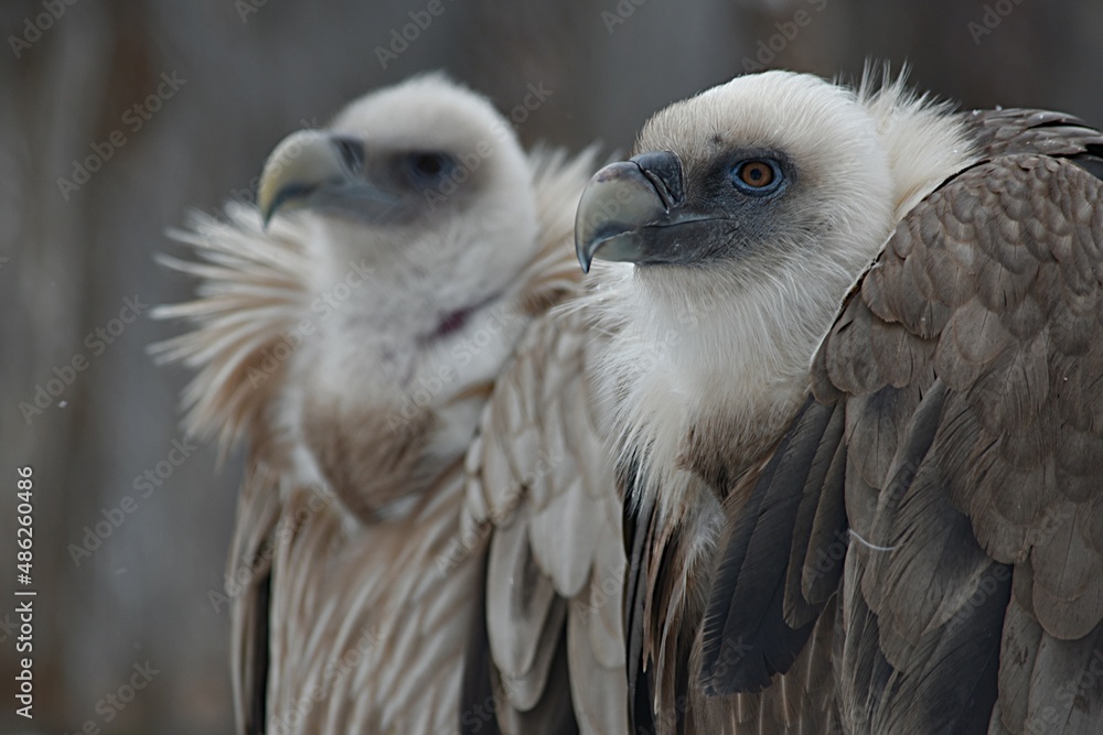 The griffon vulture fluffing its feathers sits in the zoo in the winter in an open enclosure. Zoo Penza Russia The griffon vulture fluffing its feathers sits in the zoo in the winter in an open enclosure. Zoo Penza Russia