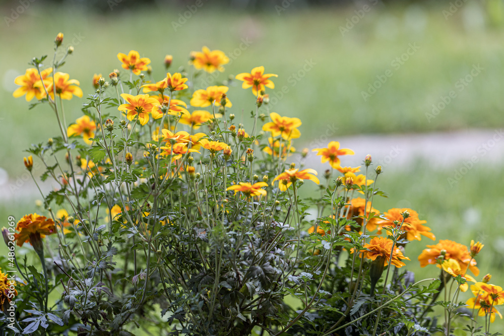 close-up of a colorful blossom of coreopsis verticillata against a colorful and green natural blurred background. Yellow bloom.