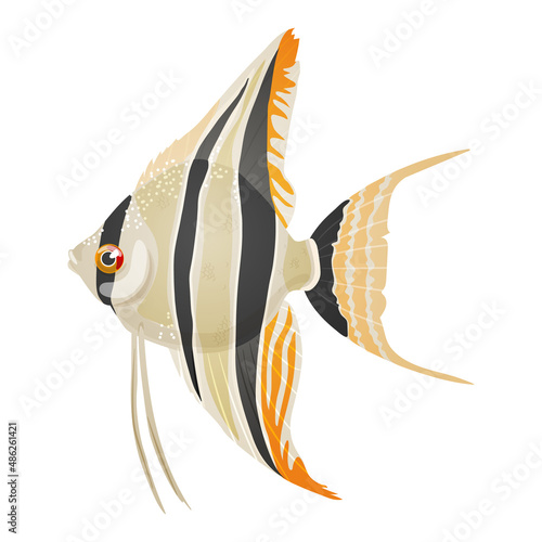 Vector illustration of freshwater aquarium angelfish, pterophyllum scalare