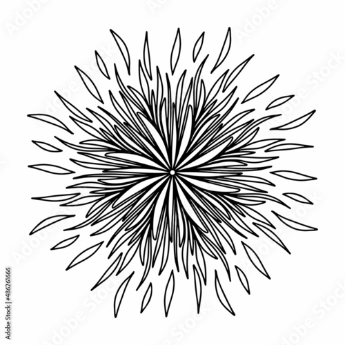 Floral, hand drawn aster mandala flowers in doodle style isolated on white background. Funny and cute coloring for seasonal design, textile, decoration kids playroom or greeting card. Chrysanthemum.