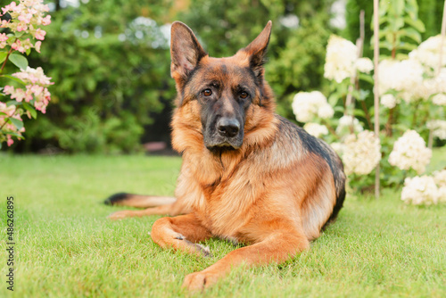 German shepherd dog lying on green lawn among the flowers. Pet portrait outside. Summer garden.