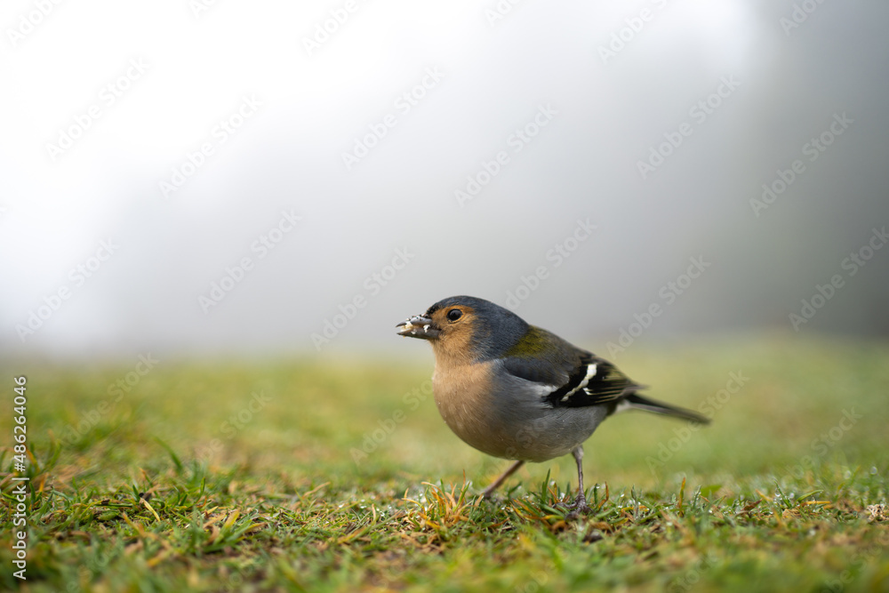 Fototapeta premium Fringilla coelebs maderensis bird in Madeira nature