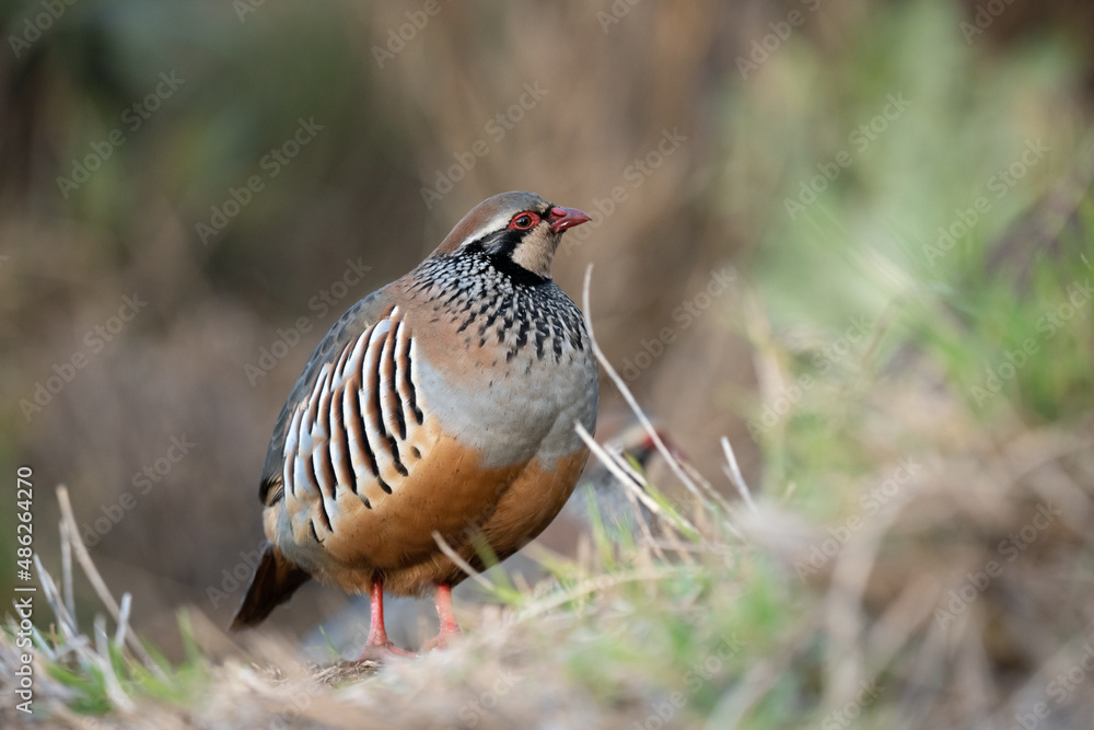 Fototapeta premium Alectoris graeca bird in nature of Madeira