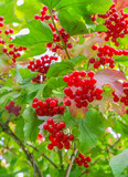 Bunches of red viburnum on the bush. Some ripe viburnum on branch against the leaves.