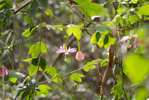 Passiflora tarminiana photo