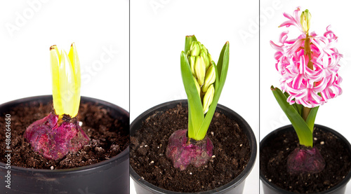Phases of purple hyacinth development, collage. Forcing bulbs at home. 