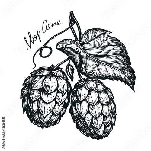 Hop cones and leaves. Vintage engraving style. Hand drawn sketch vector illustration