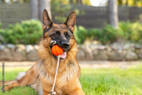 German shepherd dog playing with an orange ball in its mouth. Portrait of a playing purebred dog in summer park.	
