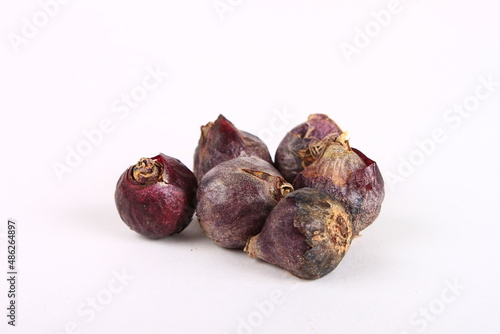 Bulbs of hyacinths on a white background.