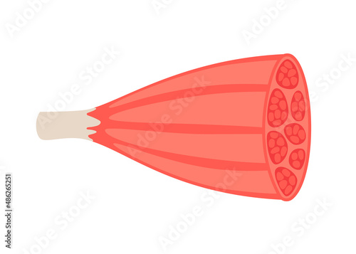 Red section inside muscle, fiber part body human. Skeletal muscle, inside tissue. Vector illustration