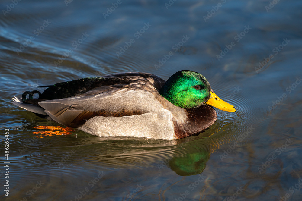 Obraz premium Wild duck or mallard, Anas platyrhynchos swimming in a lake