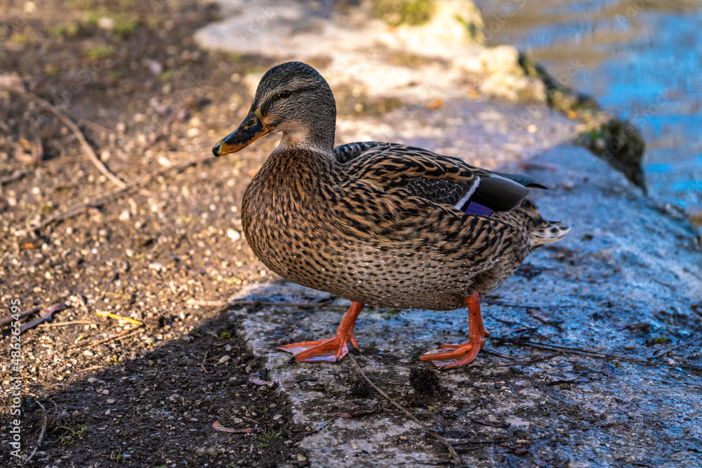Wild duck or mallard, Anas platyrhynchos swimming in a lake Wild duck or mallard, Anas platyrhynchos swimming in a lake
