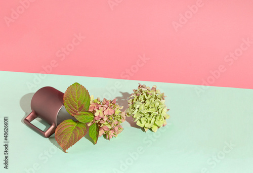 Fototapeta Naklejka Na Ścianę i Meble -  Creative concept with hydrangea on pink and mint green background. Minimal layout with blooming flowers.