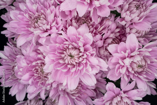 chrysanthemums on a dark blue background