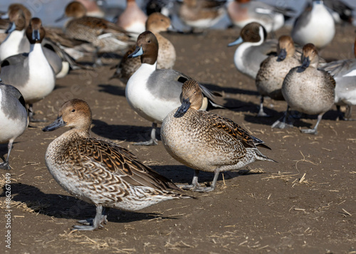 group of ducks © ＨａｐｐＹ　Ｌｉｆｅ。