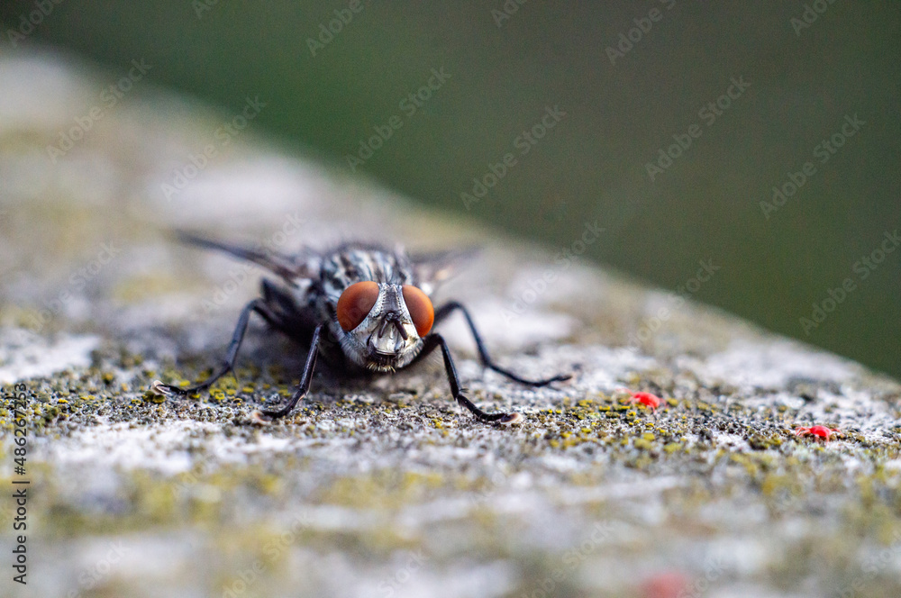 Fly vs small spiders on the stone. Fly vs small spiders on the stone.