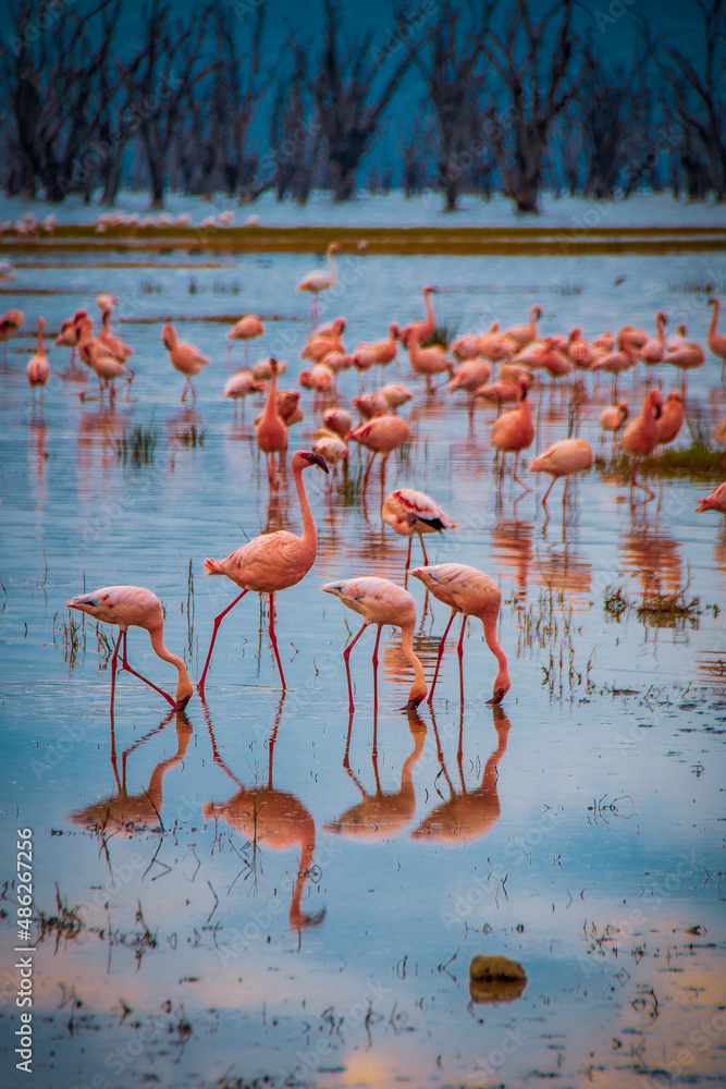 Obraz premium Hundreds of lesser flamingos, one of the world's largest colony, strutting through the shallow saltwater of Lake Nakuru, Kenya, in search of edibles