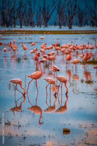 Hundreds of lesser flamingos, one of the world's largest colony, strutting through the shallow saltwater of Lake Nakuru, Kenya, in search of edibles