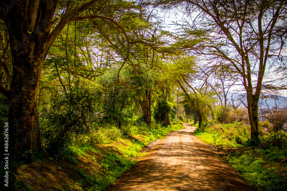 View of the dirt road that leads safari-hungry tourists through Lake Nakuru National Park in Kenya View of the dirt road that leads safari-hungry tourists through Lake Nakuru National Park in Kenya