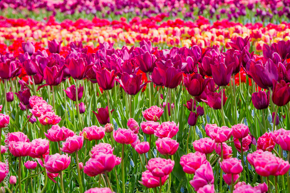 Flower bed of colourful tulips in spring. Keukenhof park, Netherlands. Colorful tulips in the Keukenhof park, Netherlands. Fresh blooming tulips in the spring garden. Blooming flowers in Keukenhof.