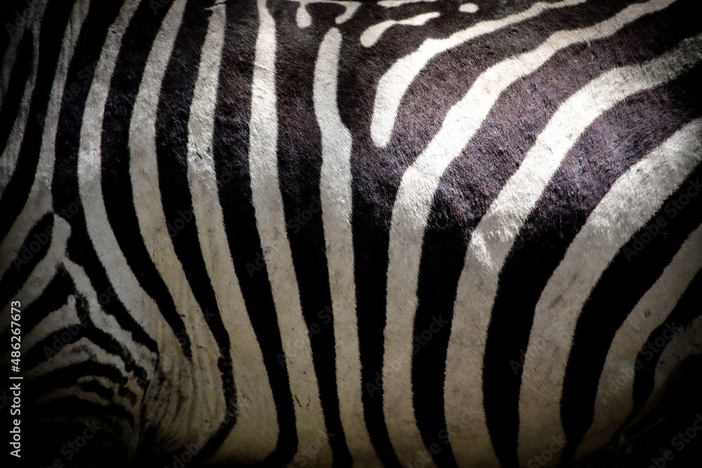 Fototapeta premium Beautiful close-up view of the black and white striped belly of a wild plains zebra in Kenya