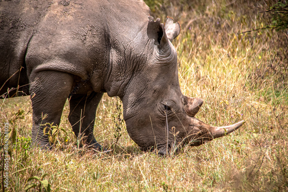 Fototapeta premium Close-up view of a white rhino grazing in the savannah grasslands of the Lake Nakuru National Park in Kenya
