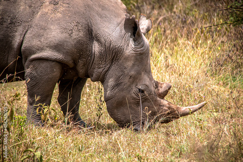 Close-up view of a white rhino grazing in the savannah grasslands of the Lake Nakuru National Park in Kenya