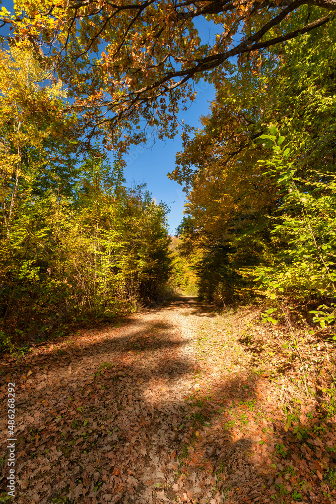 Fototapeta premium Autumn Forest. Vivid october day in colorful forest.