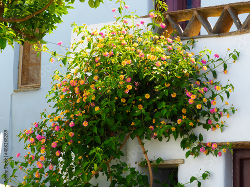 Native to Central America, the lantana is an incredibly long-flowering shrub, whose yellow and pink pompoms light up the paths of the monastery of Kechrovouni, on the island of Tinos