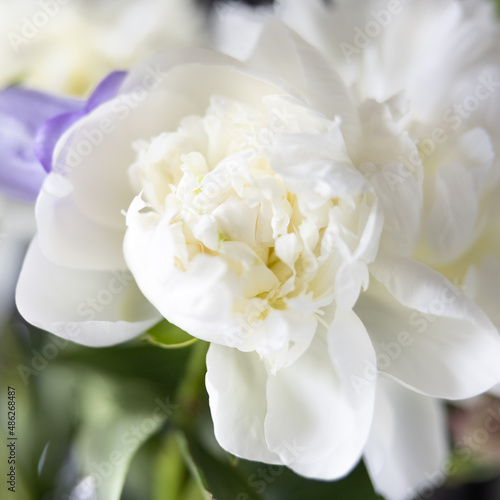 white tulip blossom