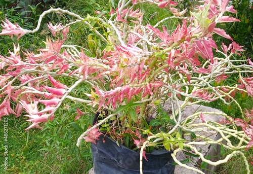 bone grafting plant; red ;with a pink tint; stems break easily; and red nodule plants; a kind of meniran; ornamental plants; red orange; photo