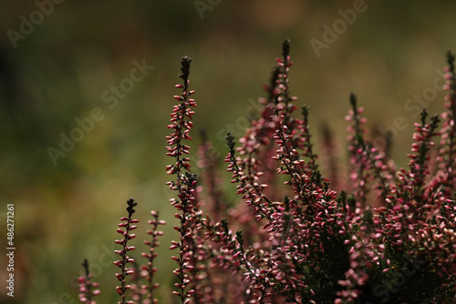 Heather shrub with beautiful flowers outdoors, closeup © New Africa